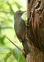 Little Shrike-thrush