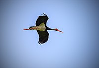 Skiljs från vit stork på att endast ha en vit triangel närmast den vita buken, på i övrigt svart vingundersida.