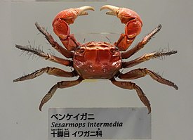 Sesarmops intermedius