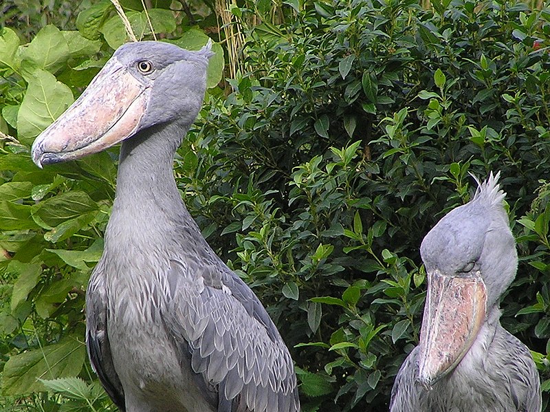 http://upload.wikimedia.org/wikipedia/commons/thumb/5/56/Shoebill_couple1.jpg/800px-Shoebill_couple1.jpg