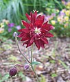 Aquilegia vulgaria hybrid cultivar