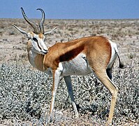 Dezember 2006:Springbock im Etosha-Nationalpark (Namibia)