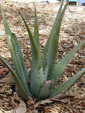 Læge-Aloe (Aloë vera).