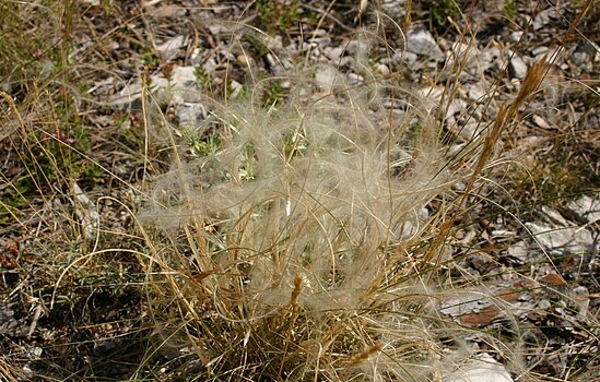 Перасто ковиље (Stipa pennata), степска врста трава