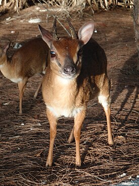 Sunikoiras (Neotragus moschatus)