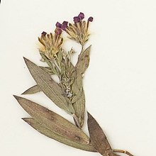 Close-up crop of the inflorescence of a dried herbarium specimen of Symphyotrichum lucayanum which shows purple ray florets and green leaves, although both appear to have a brown tone because they are dry