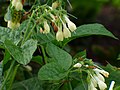 Symphytum-grandiflorum-uncertain-0874.JPG