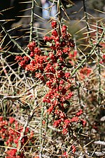 Miniatura para Cylindropuntia leptocaulis