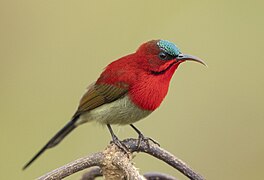 Karmesinnektarvogel (Aethopyga siparaja)