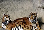 Miniatura para Panthera tigris corbetti
