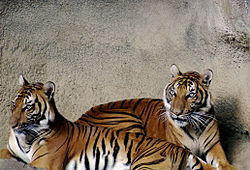  Panthera tigris corbetti