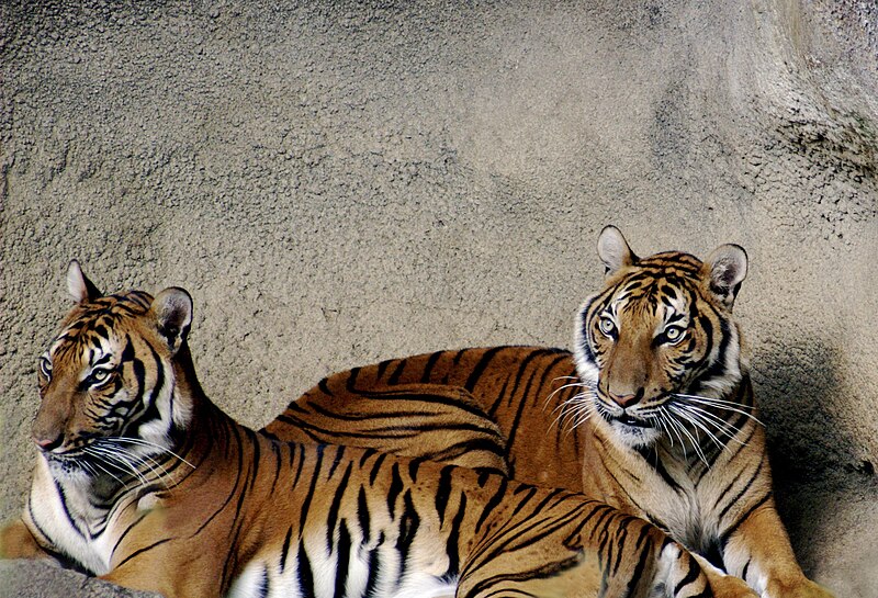 Indokínai tigris1