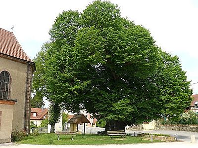 Un arbre sous lequel, le 29 décembre 1674, le maréchal de Turenne s’est arrêté, avant de remporter le combat face aux Impériaux, à Mulhouse : le tilleul de Fontaine.