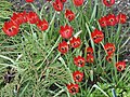 Vue d'ensemble, Tulipa orphanidea cultivées au jardin botanique de Dresde (Allemagne)