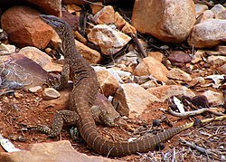 Gould's Monitor or Sand Goanna in the Chace Range, South Australia