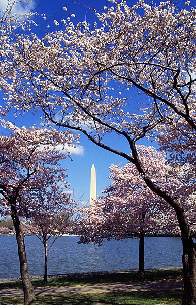 File:Washington%20C%20D.C.%20Tidal%20Basin%20cherry%20trees.jpg