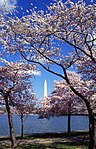 Washington, D.C. Tidal Basin med japanskt prydnadskörsbär.