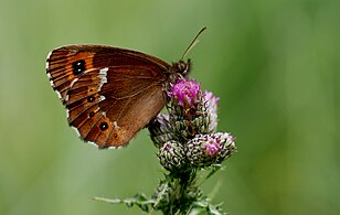 Underside view showing the typical white streak