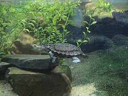 Western swamp tortoise (Pseudemydura umbrina), Adelaide Zoo. Photo: Bahudhara/Wikimedia Commons