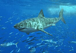 260px White shark ホホジロザメに2回も襲われ、2度とも生還した男性！