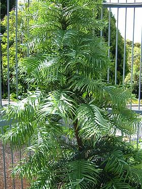 Espécime jovem num jardim botânico.