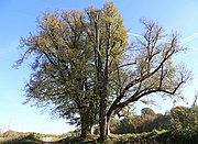 Sommerlinden an der Thalkirchner Brücke