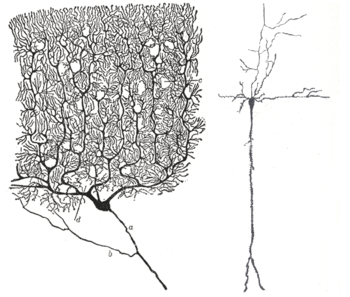 Dendritische Verzweigungen zweier Neuronen, aus deren Zellkörper jeweils ein Axon abgeht