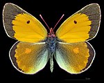 Colias myrmidone – Männchen