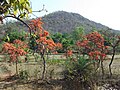 ಅರಳುತ್ತಿರುವ ಪಲಾಶದ ಹೂವುಗಳು