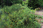 Cytisus sp. unid.