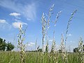 Hockenheimer Rheinbogen, Mai 2018