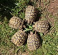 Fünf semiadulte Griechische Landschildkröten (Testudo hermanni boettgeri)