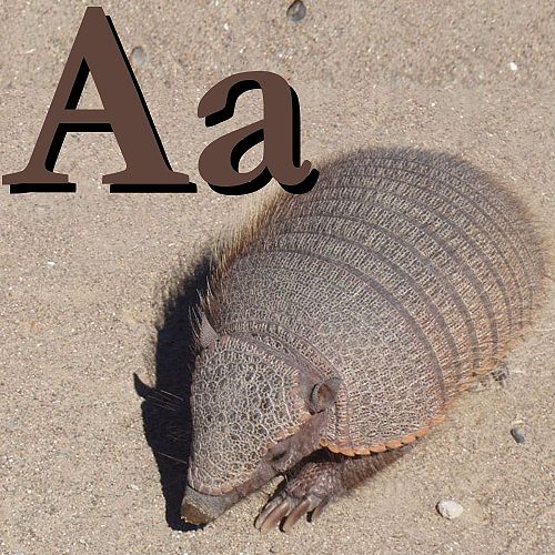 A is for Armadillo.jpg