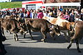 Almabtrieb, Obermaiselstein