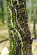 Alluaudia procera van de familie Didiereaceae