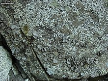 "Dermatocarpon americanum" found at Mount Wilson, San Gabriels, so. CA