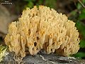 Becherkoralle (Artomyces pyxidatus)