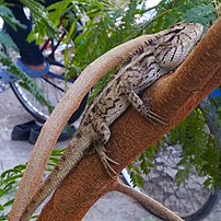 Bunglon taman (Calotes versicolor)