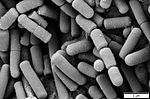 Miniatura per Bacillus cereus