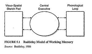 Baddeley's first model of working memory (without the episodic buffer) Baddeley working memory.jpg