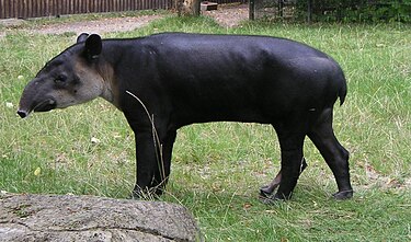 Центральноамериканский тапир (Tapirus bairdi)