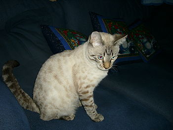 A snow-spotted Bengal kitten, 9 months old. At...