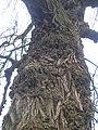 A rare Black Poplar tree, showing the bark and burrs.