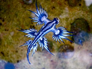 Dragonul albastru (Glaucus atlanticus)