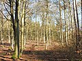 Rotbuchenwald, (noch) typisch für die Hänge an der Bergstraße