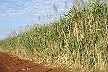 Sugarcane (Saccharum officinarum) plantation ready for harvest, Ituverava, Sao Paulo State, Brazil. Canaviais Sao Paulo 01 2008 06.jpg