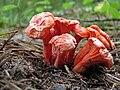 Cantharellus cinnabarinus