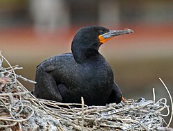 Cape Cormorant RWD2. jpg