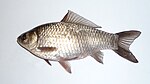 Carassius gibelio