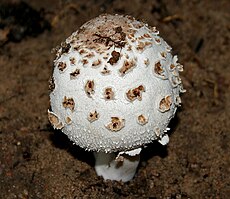 Suur sirmik (Macrolepiota procera)